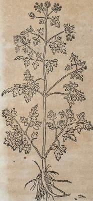Bild Nr.2: 120-954 Bock,H.: (Botanik, Kräuterbücher)