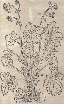 Bild Nr.3: 120-954 Bock,H.: (Botanik, Kräuterbücher)
