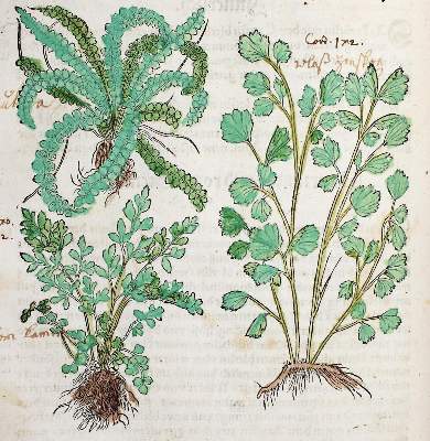 Bild Nr.1: 120-955 Bock,H.: (Botanik, Kräuterbücher)