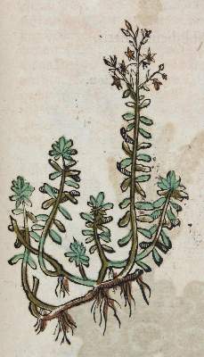 Bild Nr.2: 120-957 Dioscorides,P.: (Botanik, Kräuterbücher)