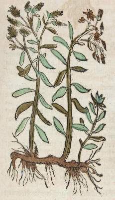 Bild Nr.3: 120-957 Dioscorides,P.: (Botanik, Kräuterbücher)