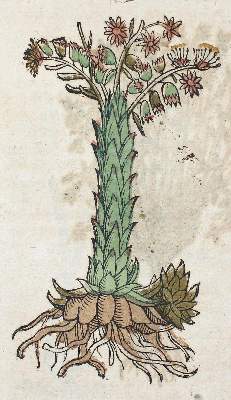 Bild Nr.4: 120-957 Dioscorides,P.: (Botanik, Kräuterbücher)