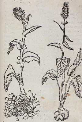 Bild Nr.1: 120-958 Dioscorides,P.: (Botanik, Kräuterbücher)