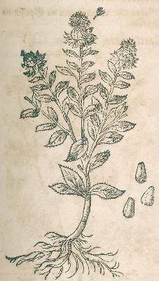 Bild Nr.1: 120-959 Durante,C.: (Botanik, Kräuterbücher)