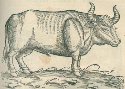 Bild Nr.2: 120-96 Gessner,C.: (Alte Drucke, Handschriften und Theologie)