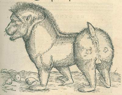 Bild Nr.3: 120-96 Gessner,C.: (Alte Drucke, Handschriften und Theologie)