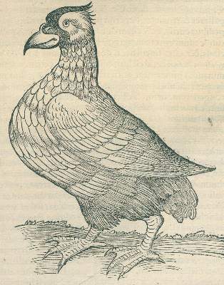 Bild Nr.4: 120-96 Gessner,C.: (Alte Drucke, Handschriften und Theologie)