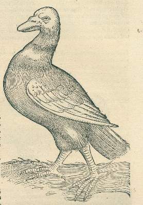 Bild Nr.5: 120-96 Gessner,C.: (Alte Drucke, Handschriften und Theologie)