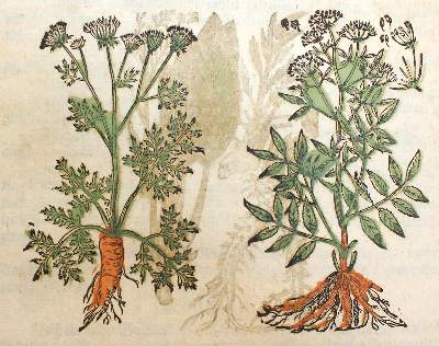Bild Nr.1: 120-962 (Matthiolus,P.: (Botanik, Kräuterbücher)
