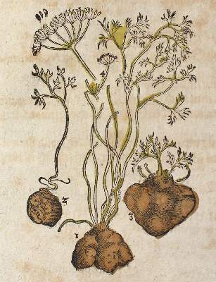 Bild Nr.3: 120-962 (Matthiolus,P.: (Botanik, Kräuterbücher)