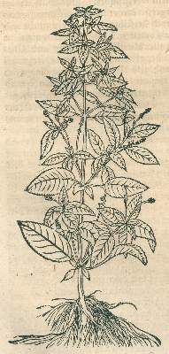 Bild Nr.2: 120-963 Ryff,W.H.: (Botanik, Kräuterbücher)