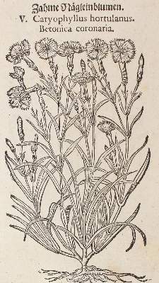 Bild Nr.1: 120-964 Tabernaemontanus,J.T.: (Botanik, Kräuterbücher)