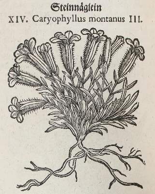 Bild Nr.3: 120-964 Tabernaemontanus,J.T.: (Botanik, Kräuterbücher)