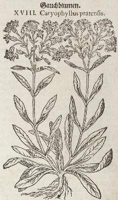 Bild Nr.4: 120-964 Tabernaemontanus,J.T.: (Botanik, Kräuterbücher)