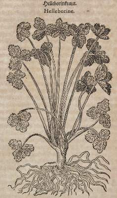 Bild Nr.2: 120-965 Tabernaemontanus,J.T.: (Botanik, Kräuterbücher)