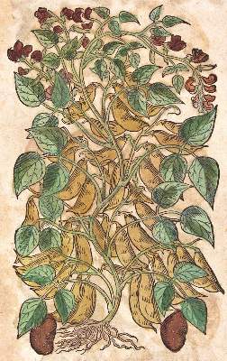 Bild Nr.2: 120-966 Tabernaemontanus,J.T.: (Botanik, Kräuterbücher)