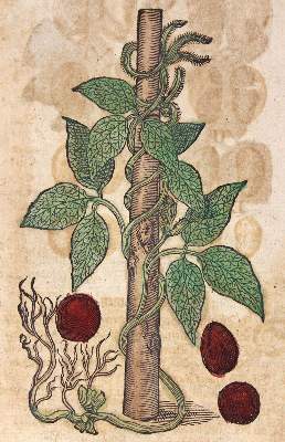 Bild Nr.3: 120-966 Tabernaemontanus,J.T.: (Botanik, Kräuterbücher)