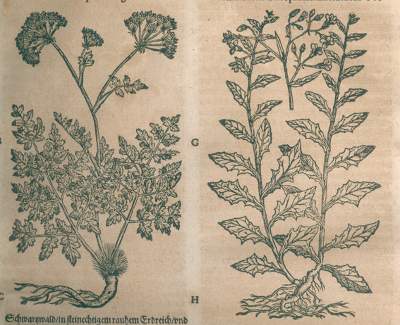 Bild Nr.2: 120-967 Tabernaemontanus,J.T.: (Botanik, Kräuterbücher)