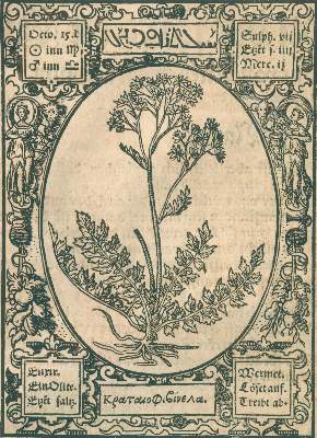 Bild Nr.2: 120-968 Thurneysser zum Thurn,L.: (Botanik, Kräuterbücher)