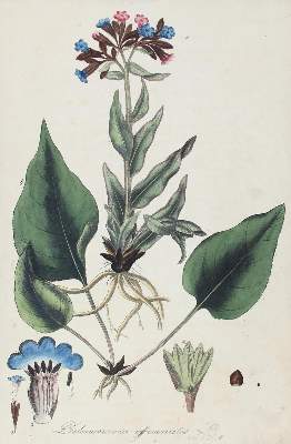 Bild Nr.2: 120-969 Mann,J.G.: (Botanik)