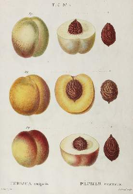 Bild Nr.1: 120-972 Duhamel (du Monceau,H.L.).: (Botanik, Pomologie)