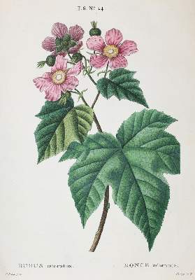 Bild Nr.2: 120-972 Duhamel (du Monceau,H.L.).: (Botanik, Pomologie)