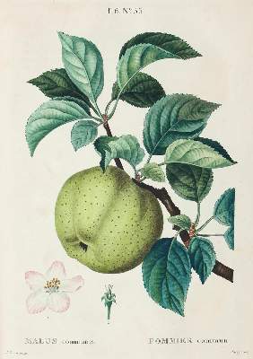 Bild Nr.3: 120-972 Duhamel (du Monceau,H.L.).: (Botanik, Pomologie)