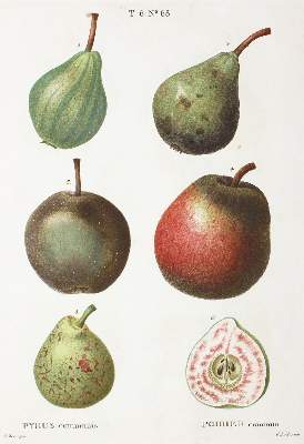 Bild Nr.4: 120-972 Duhamel (du Monceau,H.L.).: (Botanik, Pomologie)