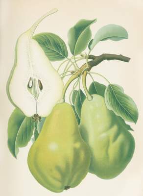 Bild Nr.1: 120-973 Goethe,R. u.a. (Hrsg.).: (Botanik, Pomologie)