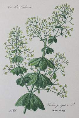 Bild Nr.1: 120-974 Schlechtendal,D.F.L.v. u.a.: (Botanik)