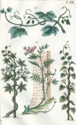 Bild Nr.1: 120-975 (Wilhelm,G.T.).: (Botanik)