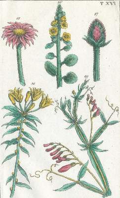 Bild Nr.2: 120-975 (Wilhelm,G.T.).: (Botanik)