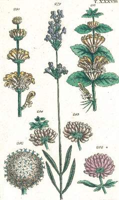 Bild Nr.3: 120-975 (Wilhelm,G.T.).: (Botanik)