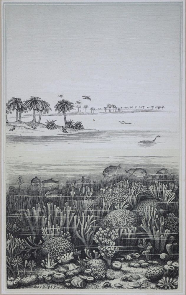 Große Abbildung Nr.11: 121-1028 Heer,O.: (Verschiedene Gebiete - Varia, Geologie - Mineralogie u. Paläontologie, Schweiz)
