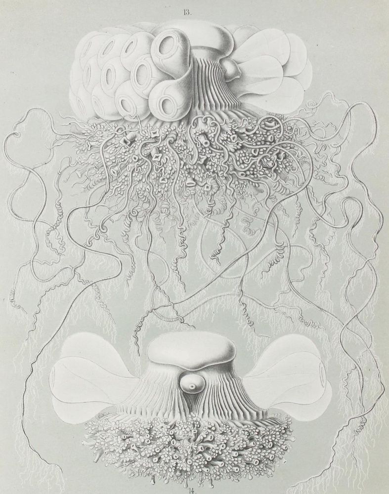 Große Abbildung Nr.1: 121-1031 Thomson,W. u. J.Murray.: (Verschiedene Gebiete - Varia, Haeckel)