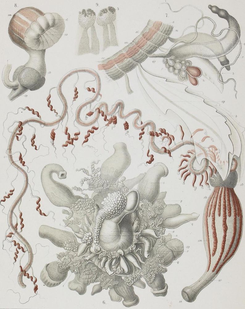 Große Abbildung Nr.2: 121-1031 Thomson,W. u. J.Murray.: (Verschiedene Gebiete - Varia, Haeckel)