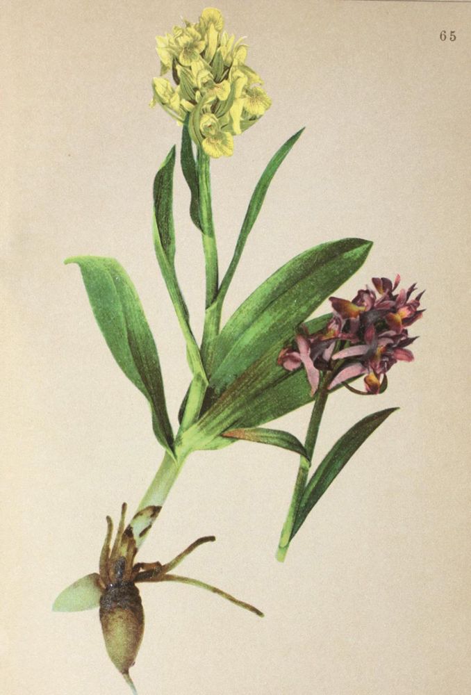 Große Abbildung Nr.1: 121-1193 Atlas der Alpenflora.: (Botanik)