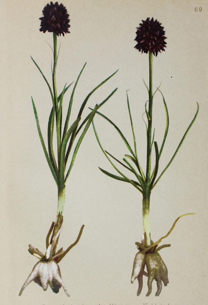 Große Abbildung Nr.2: 121-1193 Atlas der Alpenflora.: (Botanik)