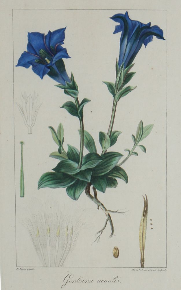 Große Abbildung Nr.2: 121-1935 Blumen.: (Varia, Botanik)