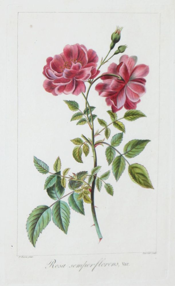 Große Abbildung Nr.4: 121-1935 Blumen.: (Varia, Botanik)
