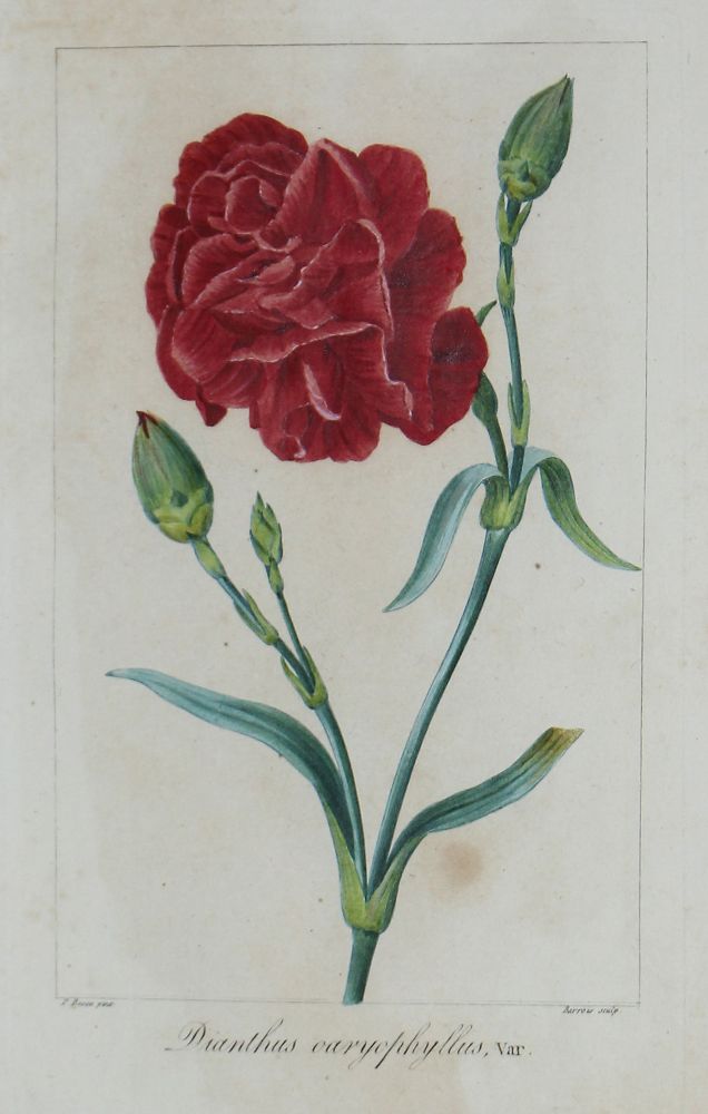 Große Abbildung Nr.5: 121-1935 Blumen.: (Varia, Botanik)
