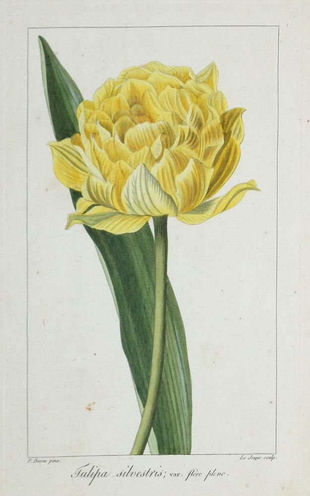 Große Abbildung Nr.6: 121-1935 Blumen.: (Varia, Botanik)