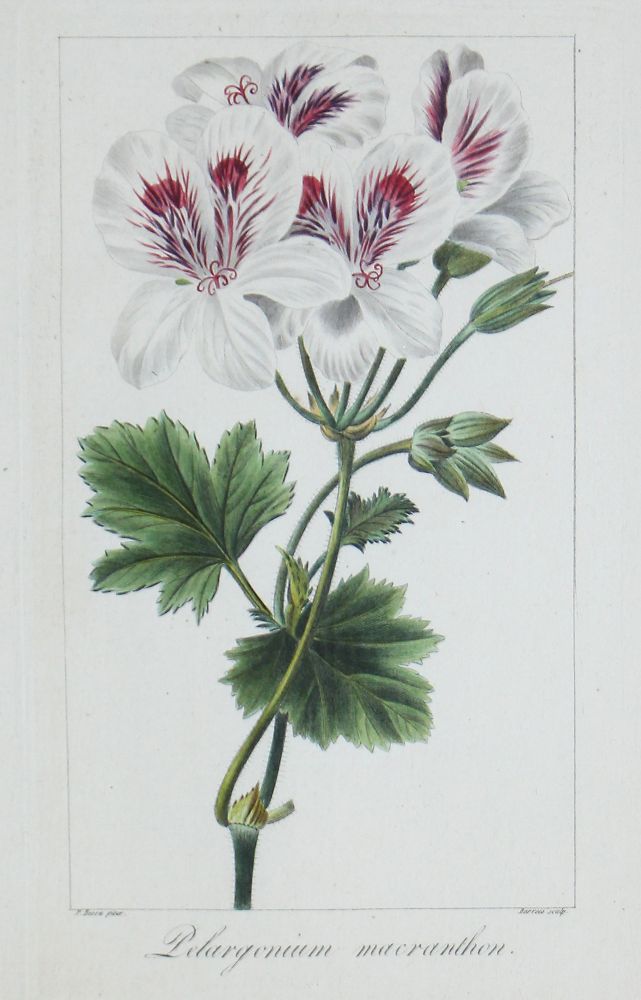 Große Abbildung Nr.7: 121-1935 Blumen.: (Varia, Botanik)