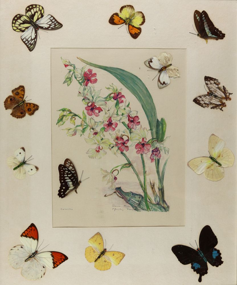 Große Abbildung Nr.1: 121-2039 Collage: (Varia, Zoologie, Schmetterlinge)