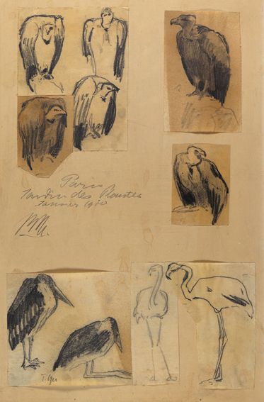 Große Abbildung Nr.1: 121-2040 Geier: (Varia, Zoologie, Vögel)