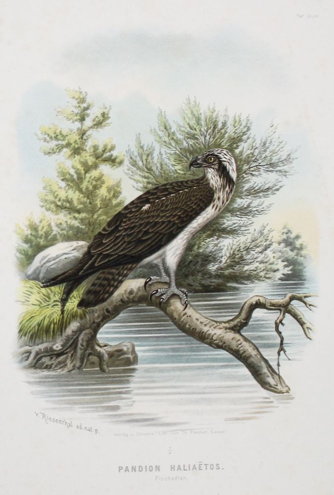 Große Abbildung Nr.2: 121-2042 Konvolut: (Varia, Zoologie, Vögel)