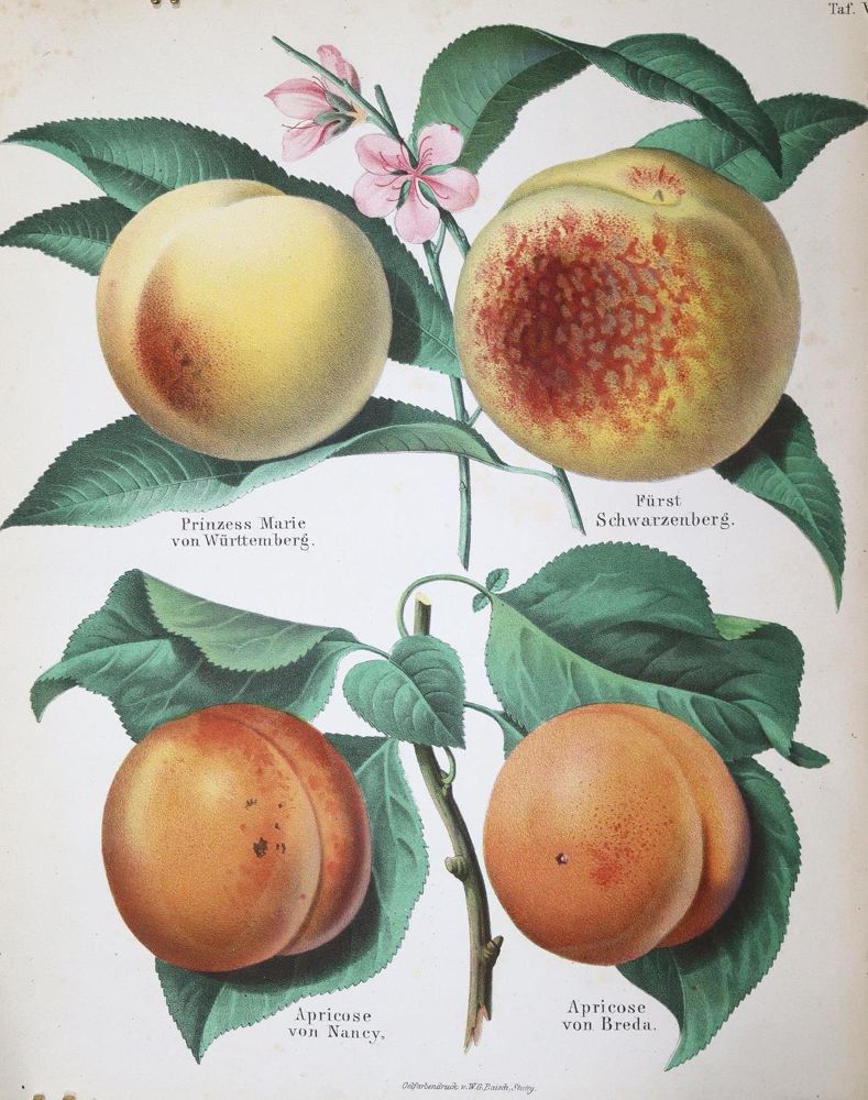 Große Abbildung Nr.1: 121-485 Lucas,E. (Hrsg.).: (Land- und Forstwirtschaft, Forstwirtschaft, Obstbau)