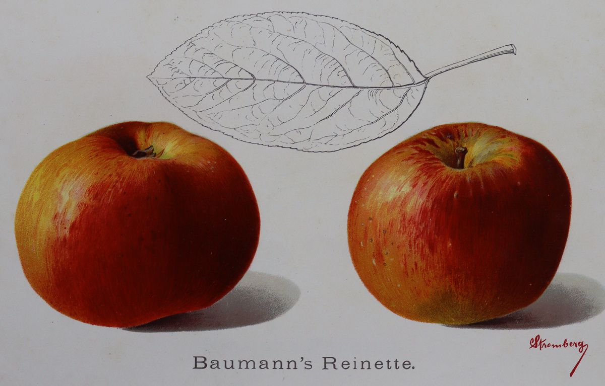 Große Abbildung Nr.1: 121-492 Obstbau in Wort und Bild, Der,: (Land- und Forstwirtschaft, Landwirtschaft, Obstbau)