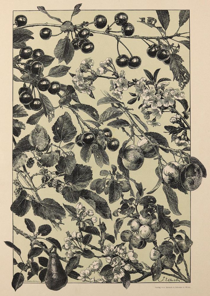 Große Abbildung Nr.2: 121-807 Seder,A.: (Jugendstil)