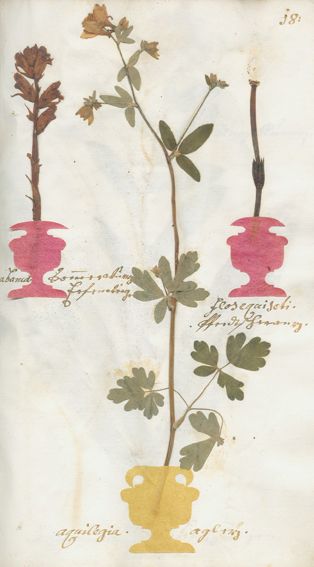 Große Abbildung Nr.1: 121-903 Hortus Botanicus: (Botanik, Herbarium)